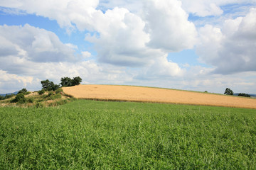 Blue clouds and green field