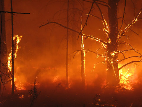 Hell in the forest