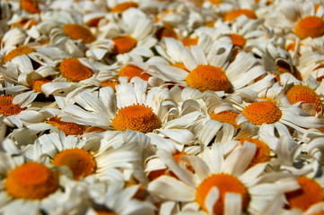 Kwiaty rumianku