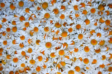 Fototapeta Kwiaty rumianku obraz