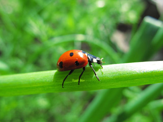 Obraz premium Ladybird