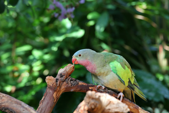 Lovebird with pink and green feathers looking curious