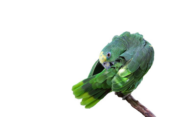 Parrot or macaw with green and yellow feathers