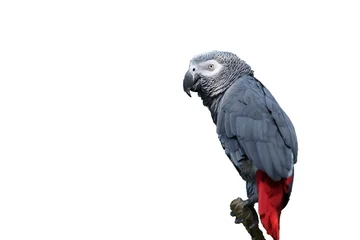 Foto op Canvas African gray parrot tropical bird © stevech