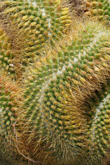 Cactus texture