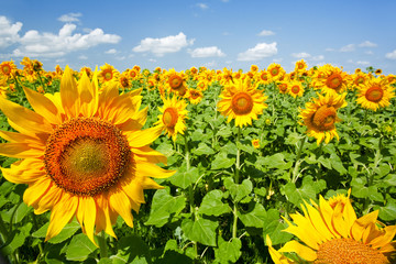 Obraz premium sunflowers under the blue sky. beautiful rural scene
