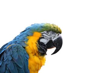 Macaw or parrot with yellow and blue feathers isolated