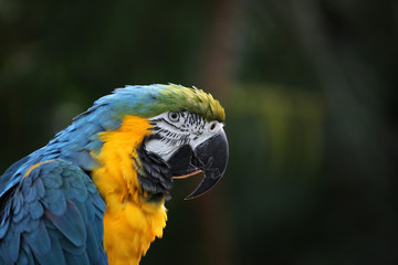 Macaw parrot with yellow and blue feathers