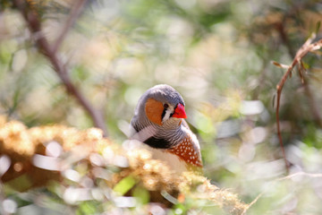 Zebra finch tropical bird with colorful feathers
