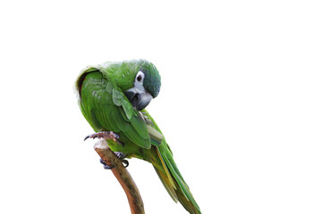 Parrot or macaw with green and yellow feathers isolated