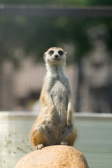 Meerkat (S. Suricata)
