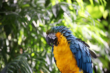 Macaw or parrot with yellow and blue ruffled feathers