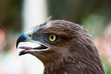 Side view of an eagle head with beak open