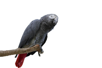 African gray parrot tropical bird looking curious