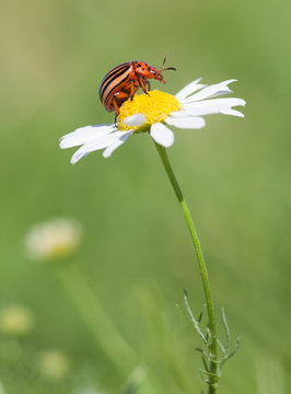doryphore insecte ravage endommager culture pomme de terre tomat