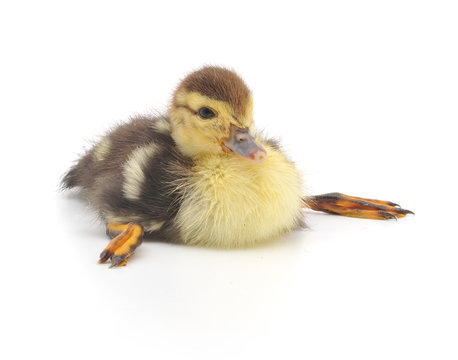 Cute Duckling