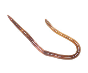 earth worm