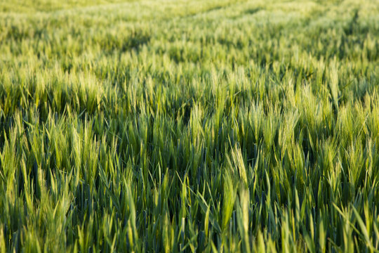 green summer cereals