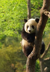 Deurstickers Panda Schattige panda welp