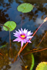 Image  of Lotus Flower