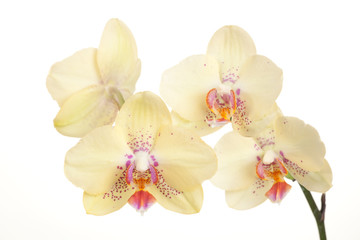 Orchids flowers (Phalaenopsis genus)