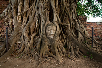 Fototapeta na wymiar Głowa posągu Buddy w drzewo