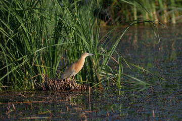 Squacco or Silky Heron looking for food (Ardeola ralloides)