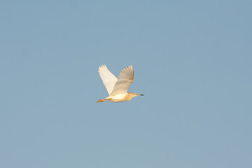 squacco heron (Ardeola ralloides) in flight