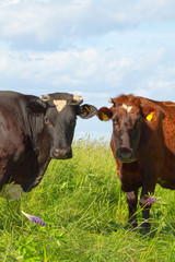 cows in the meadow