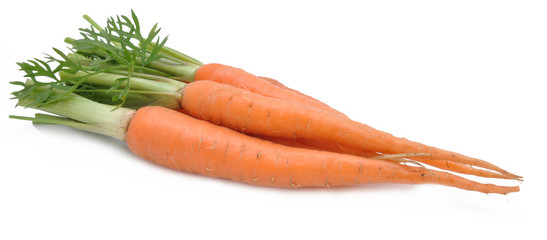Carrot