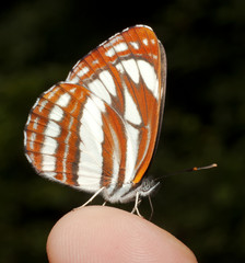 common glider ( Neptis sappho ) on a finger