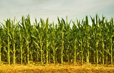 Cornfield © carpathian