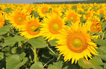 Fototapeta premium Sunflower