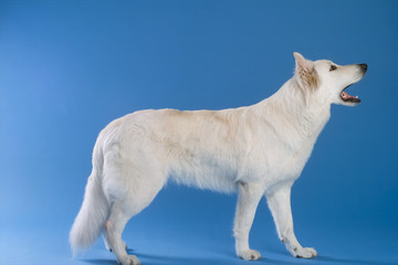 Schäferhund weiss
