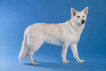 Schäferhund weiss