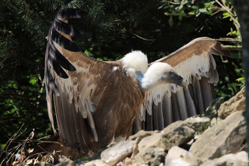 vautour fauve ailes déployées