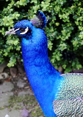 Obraz premium peacock