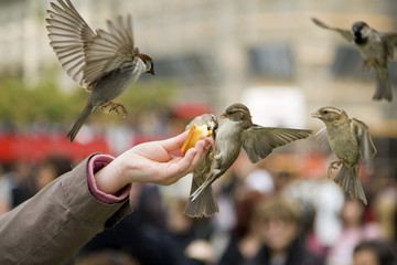 Sparrows Eating