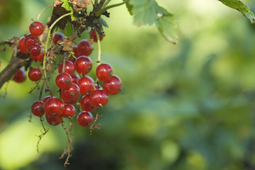red currant