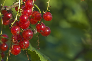 red currant