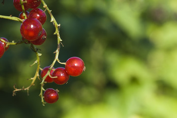 red currant