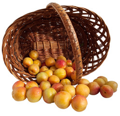 apricots in a basket