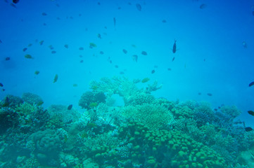 Naklejka na ściany i meble Astonishing undersea world of Red Sea.