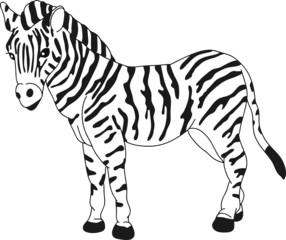 vector - zebra standing isolated on background
