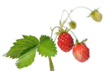 branch of wild strawberry