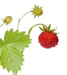 wild strawberry