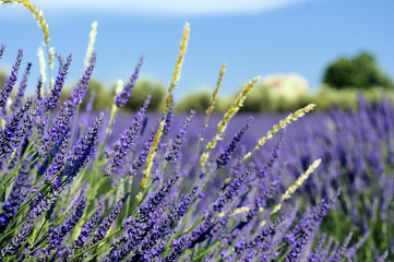 lavande et mas de provence