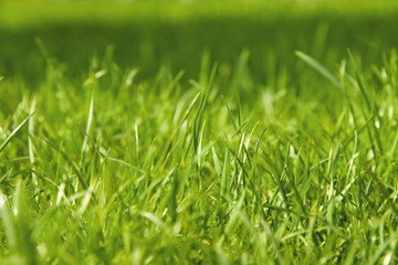 closeup of green grass