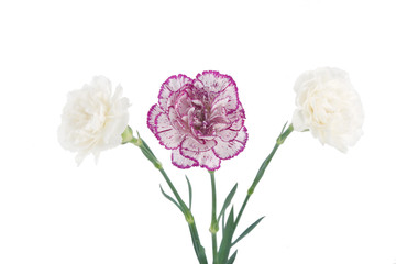 Obraz premium white and pink blooming carnation flowers
