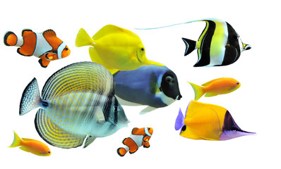 Obraz premium group of fishes